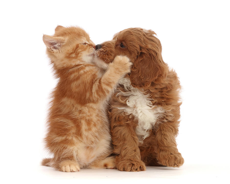 ginger-kitten-kissing-with-cavapoo-puppy-mark-taylor